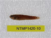 藏品(泰加拉鯔鰕虎魚)的圖片